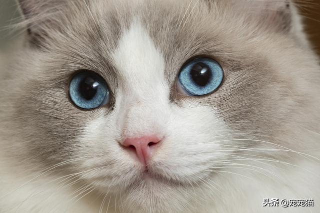 家猫品种哪种好看些:为什么有些布偶串的猫这么好看？