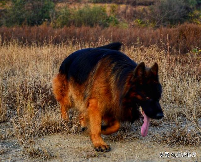 猫论坛德国牧羊犬视频:女生养德牧是怎样一种体验呢？ 德国牧羊犬视频大全