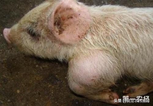 链球菌感染关节炎能治好吗:猪关节炎怎么治？靠谱的来？ 链球菌感染引起的关节炎怎么治