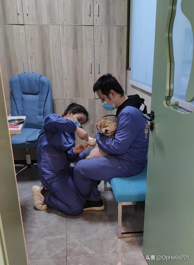 狗狗健康:狗狗到底该不该做绝育呀，心疼但是又想让它健康，我好纠结？