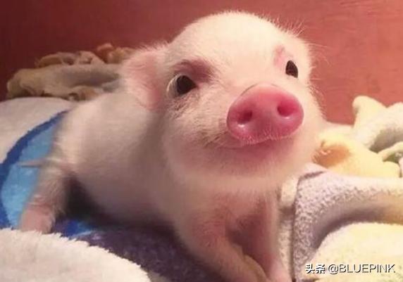 男子喜欢法国獒犬:法国斗牛犬驼色和奶油色交配出来的后代会有什么颜色？