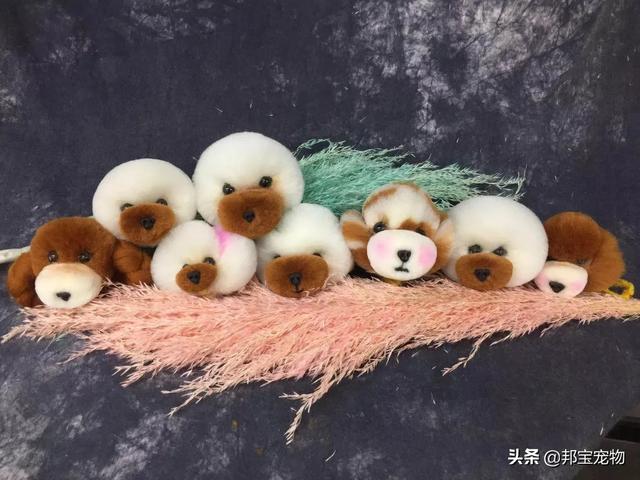 宠物美容师招聘要求:开宠物美容店要多少钱，必须具备哪些才能开？