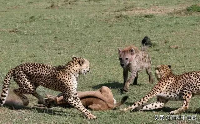 非洲豹是猎豹还是花豹:美洲豹非洲豹花豹猎豹豹子 有人说最厉害的花豹也打不过斑鬣狗，这是为什么？