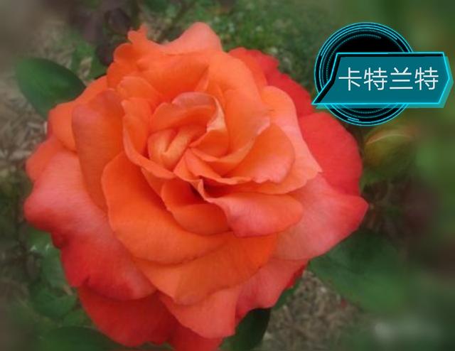 优秀月季花品种介绍百度网:名贵月季十大品种是哪些品种？