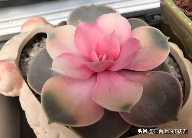 王玉珠帘图片:药锦叶插长出的苗苗还是白的，还有救吗？
