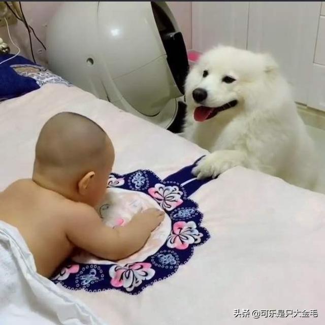 萨摩耶犬图片:萨摩耶掉毛是不是很严重，适合在家里养吗？