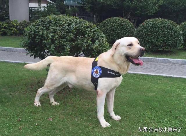 八哥狗图片大全可爱:巴哥、哈士奇、拉布拉多、边牧、土狗，哪种狗比较适合在农村养？