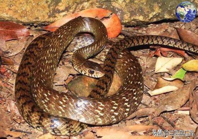 灰鼠蛇的头跟眼镜蛇一样吗:为什么蛇被砍断后，蛇头仍然可以攻击人类？