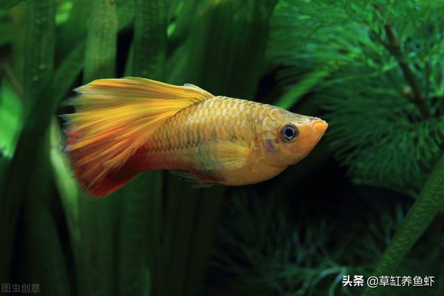 红斑马鱼:问孔雀鱼，红斑马鱼，神仙鱼能一起喂养吗？