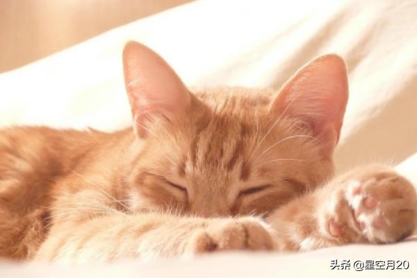 猫咪绝育:猫绝育前和绝育后的注意事项？