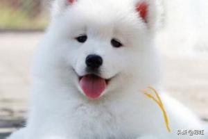 萨摩耶犬的优缺点,你知道萨摩耶有什么缺点吗？