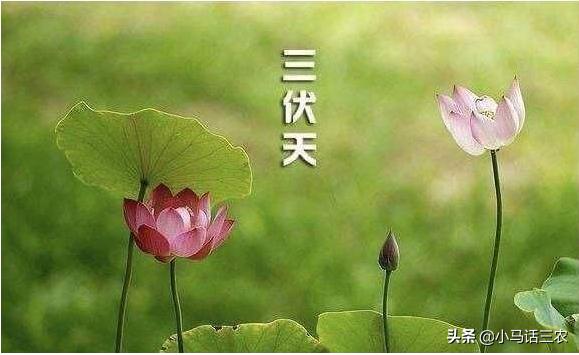 入伏从哪天算起2020年:2020年什么时候入伏？什么时候最热？