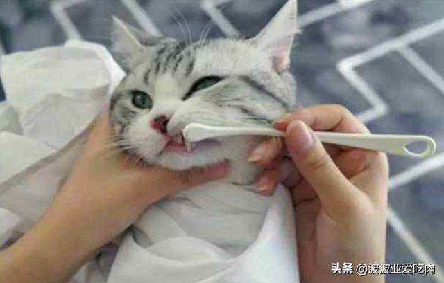 皇家猫粮k34猫奶糕:三个月的猫不吃猫粮怎么办？