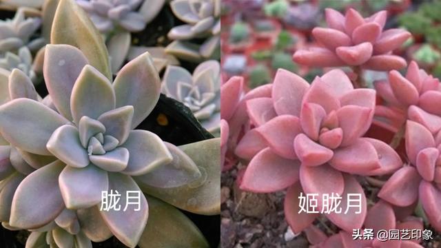 姬胧月好养还是胧月好养？