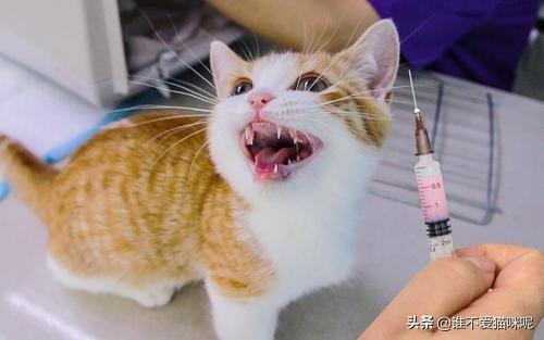 婴儿猫癣初期症状图片:猫咪长猫癣的初期症状，猫藓初期是什么样子的？