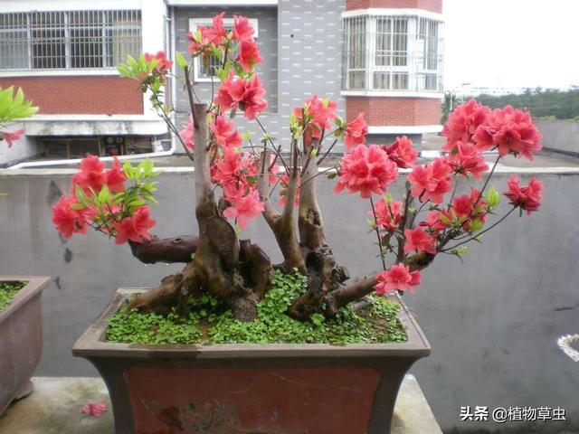 映山红是什么花,映山红做盆景，应该怎么养护呢？