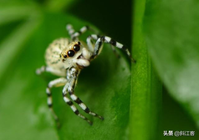 蜂鸟鹰蛾幼虫图片:把你手机相册里的昆虫相片拿出来PK一下？