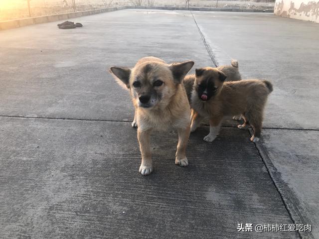 医院治死藏獒陪45万动态:藏獒经济泡沫化之后，成千上万只藏獒怎么处理？