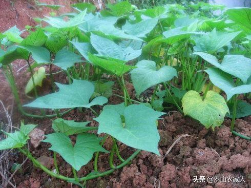 台湾番薯藤:红薯藤可以制作牛羊饲料吗，如何制作？