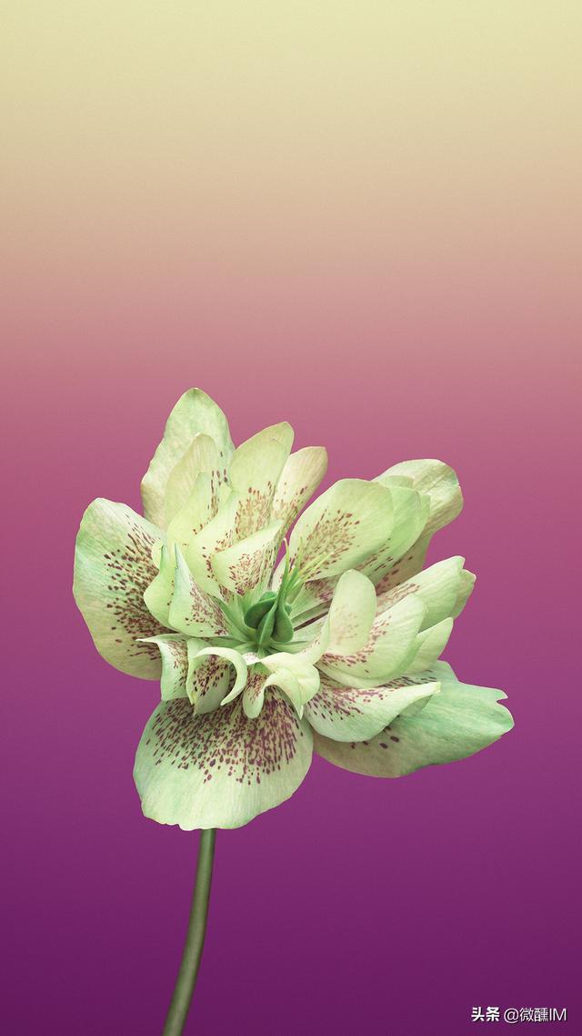 头条问答 - 在使用苹果8p的时候,有没有你最痛恨的bug?(114个回答)