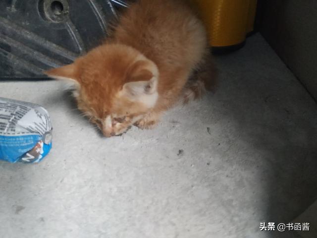 可爱小猫咪图片:你喜欢拍猫吗你拍的最可爱的猫是什么样的呢？
