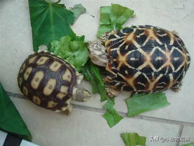 宠物变色龙用品:学生党可以偷偷养什么宠物？