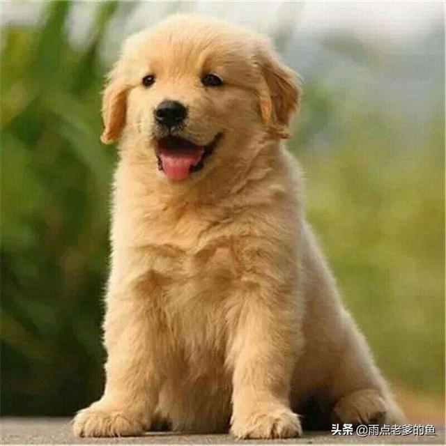 刚买的金毛犬怎么养:刚满月的金毛应该怎么养？