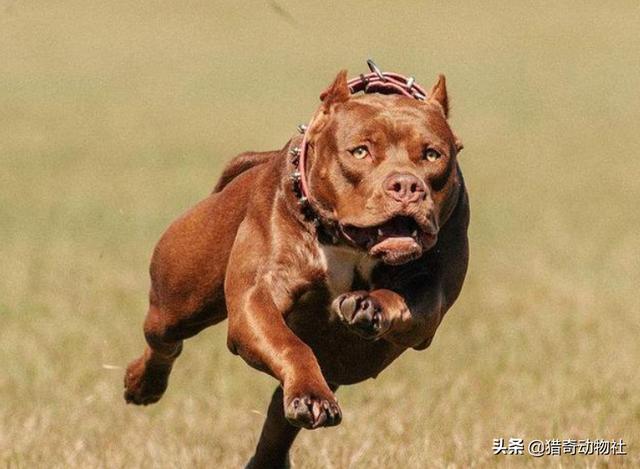杜高犬vs藏獒秒杀比特精彩视频:比特犬和鬣狗单挑谁历害？ 杜高犬与藏獒打斗视频