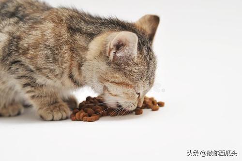 猫咪肾衰:猫咪慢性肾衰竭导致的尿频怎么办？