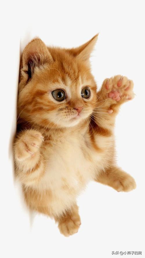 养猫注意事项:饲养猫咪，有哪些禁忌不能犯？ 养猫注意事项 寄生虫