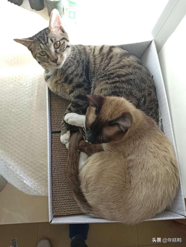 猫救小主人:在旅途中救了一只刚满月的小猫是就地送人还是自己带回家喂养？
