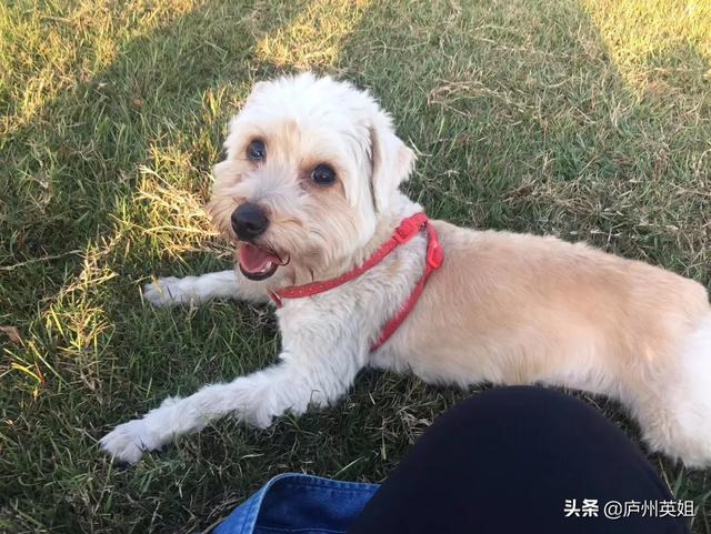 铲屎官漫画图片:27岁的女兽医被残忍奸杀，你怎么看？