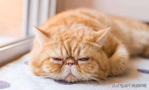 猫咪摇头打喷嚏:猫打喷嚏就有黄鼻涕喷出来是怎么回事？