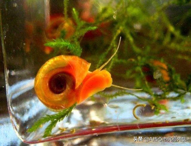苹果螺爆缸的视频:苹果螺爆缸的危害 苹果螺可以养在过滤槽里吗？