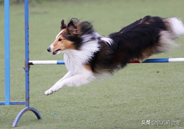 幼犬训练:如何对幼犬进行社会化训练使其养成好习惯？ 幼犬训练定点大小便