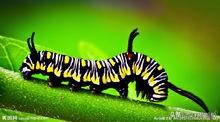 蜂鸟鹰蛾蛹:同样是毛毛虫，为什么有的是蝴蝶有的是蛾？