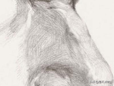 鼻子怎么画,素描入门教程：怎样画好鼻子？