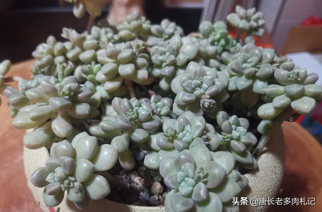 车永莉:丸叶姬秋丽长出好多花剑怎么办？