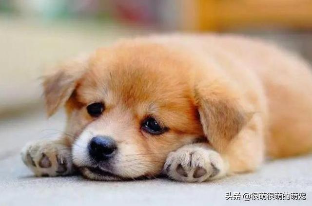 京巴犬眼病:小狗眼睛里有白色的粘稠状东西，怎么办？