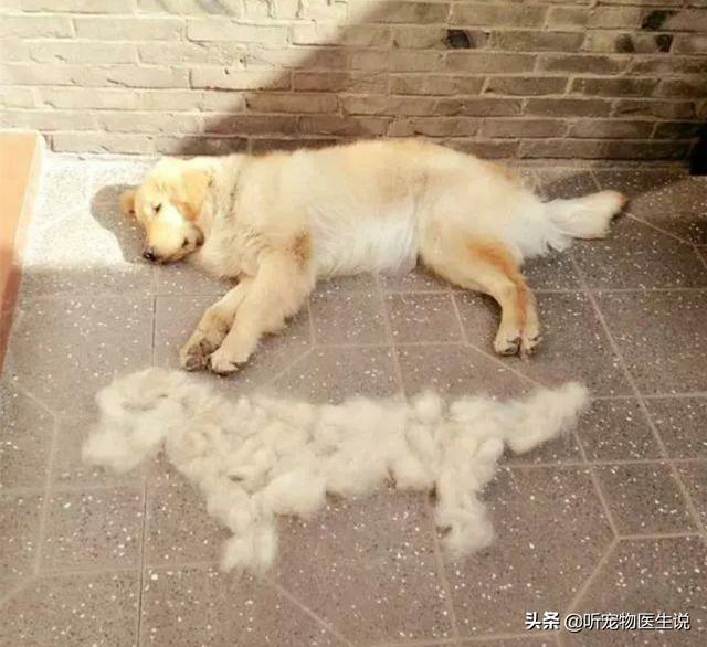 金毛犬有什么缺点？插图3