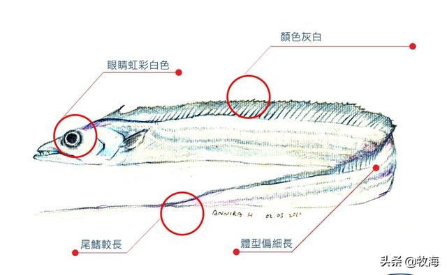黑牙带鱼图:大家对带鱼了解有多少，带鱼到底有几种，吃过多贵的带鱼？