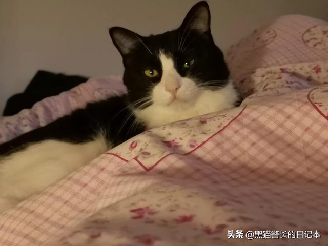 宠物垫:求助，买了个宠物包，怎么让猫咪快速适应这个宠物包？