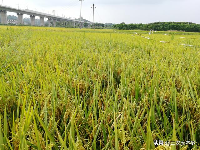 种植水稻补硅方法，水稻床上锌肥的施肥方法？