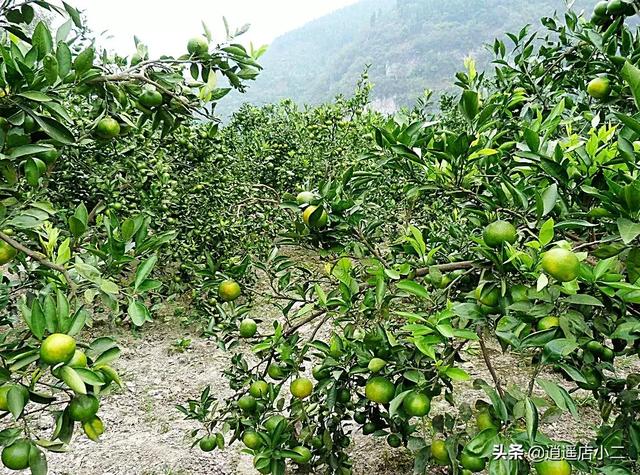 头条问答 我在院子里种植三棵柚子树 五年了一直没能开花结果 这到底是什么原因 逍遥店小二的回答 0赞