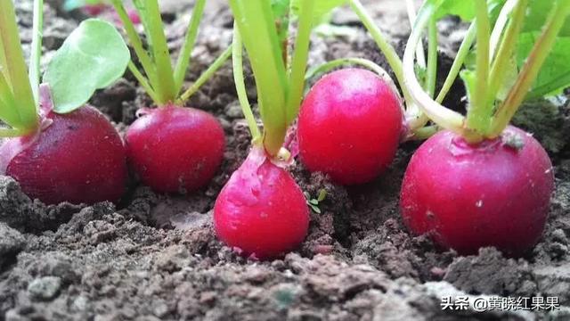 樱桃迷你萝卜什么季节种好？