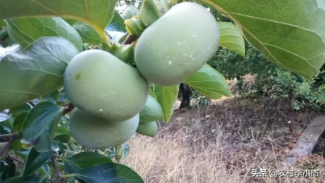 头条问答 柿子树为啥不结果不开花 3个回答