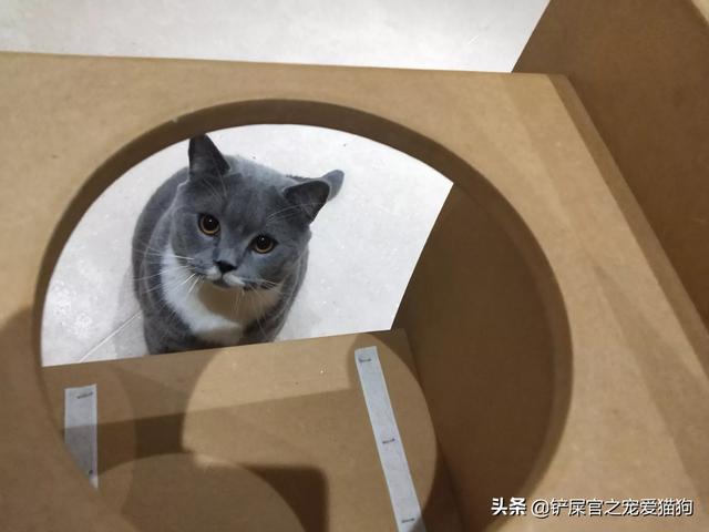 小猫吃了膨润土猫砂:小猫喜欢玩猫砂，该怎么办？