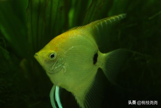 鱼真的只有三秒记忆吗？