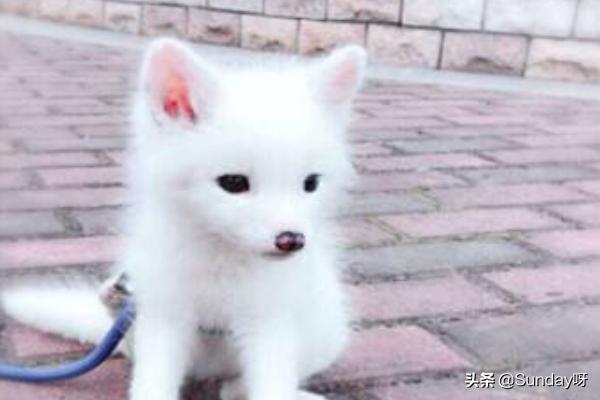 宠物好听的名字:怎么给幸福宠物狐狸取一个好听的名字呢？