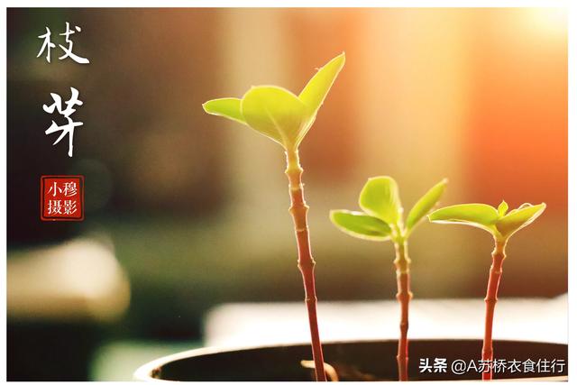 头条问答 盆栽的花卉 植物 怎么拍好看 A苏桥衣食住行的回答 0赞